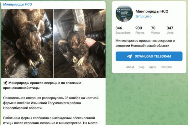 Краснокнижного орла-могильника спасли в&nbsp;Новосибирской области