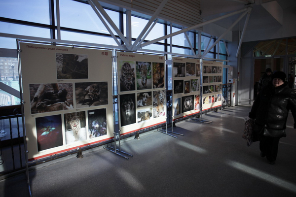 Выставку с&nbsp;портретами животных открыли на&nbsp;вокзале в&nbsp;Новосибирске