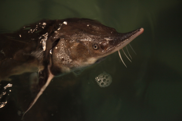 Сделано в&nbsp;Новосибирске: 12&nbsp;репортажей о&nbsp;людях, которые меняют мир