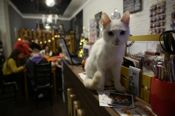 Афиша выходных: город эскимосов, лекция про кикимору и&nbsp;кино с&nbsp;котиками