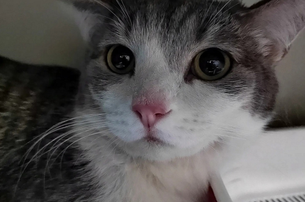 В&nbsp;Новосибирске прооперировали кота, выжившего при взрыве на&nbsp;Линейной