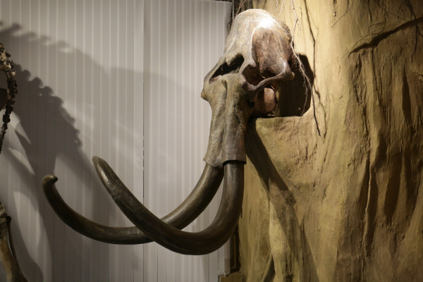 Афиша выходных: День России, Роллерфест и древние морские лилии