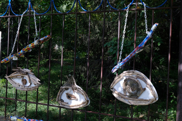 Древнюю акулу и&nbsp;ходячие грибы заприметили на&nbsp;ОбьГЭС